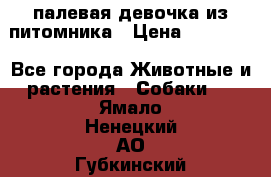 палевая девочка из питомника › Цена ­ 40 000 - Все города Животные и растения » Собаки   . Ямало-Ненецкий АО,Губкинский г.